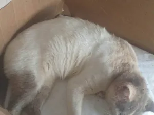 Gato raça SRD-ViraLata idade 5 anos nome Zezao