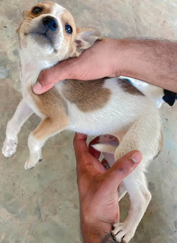 Cachorro ra a SRD-ViraLata idade 2 a 6 meses nome Não escolhi nome pra eles