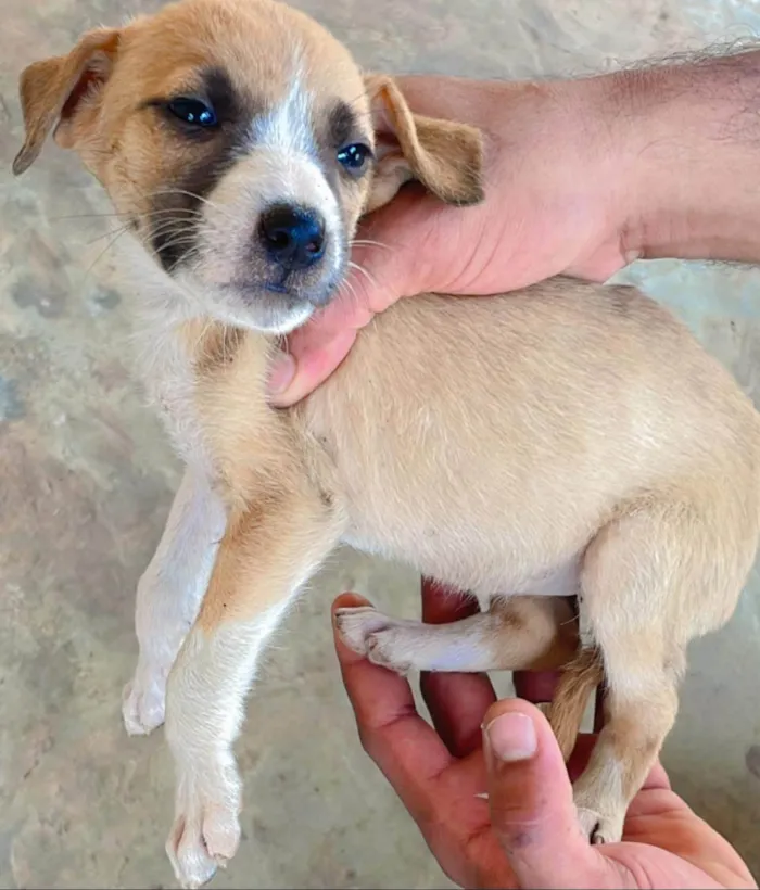 Cachorro ra a SRD-ViraLata idade 2 a 6 meses nome Não escolhi nome pra eles