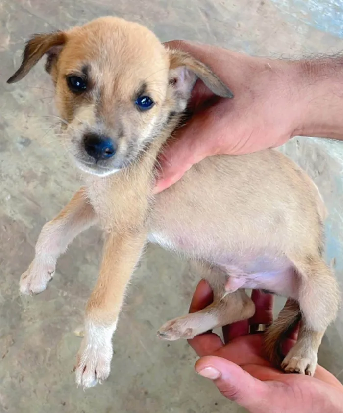 Cachorro ra a SRD-ViraLata idade 2 a 6 meses nome Não escolhi nome pra eles