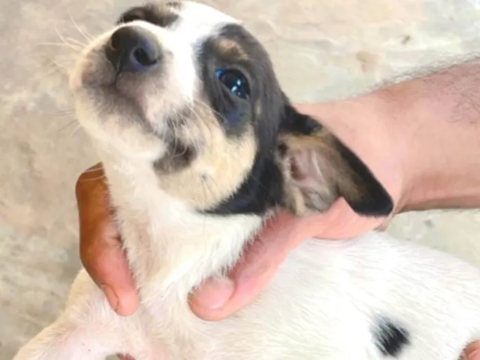 Cachorro ra a SRD-ViraLata idade 2 a 6 meses nome Não escolhi nome pra eles