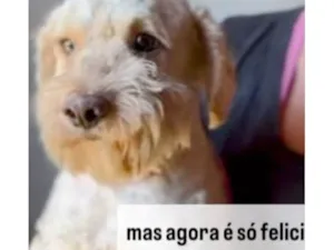 Cachorro raça SRD-ViraLata idade 3 anos nome Stallone 