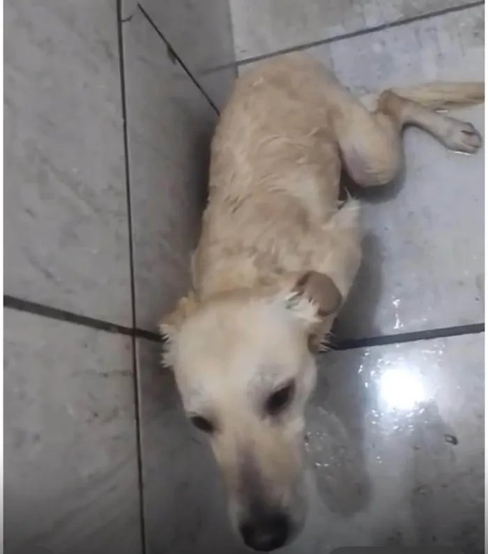 Cachorro ra a SRD-ViraLata idade 2 anos nome Vitória 