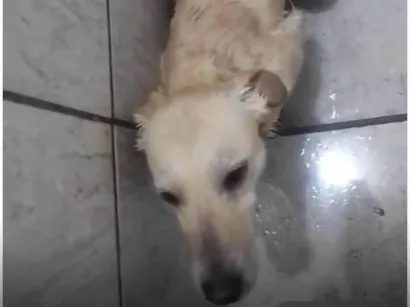 Cachorro raça SRD-ViraLata idade 2 anos nome Vitória 