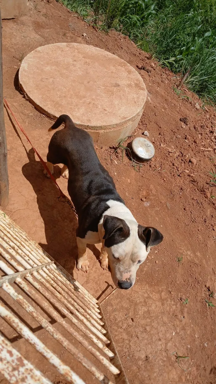 Cachorro ra a Pit-Bull idade 2 a 6 meses nome TOR