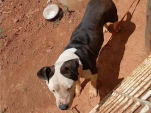 Cachorro raça Pit-Bull idade 2 a 6 meses nome TOR