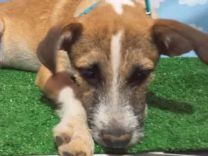 Cachorro raça SRD-ViraLata idade 7 a 11 meses nome Nick