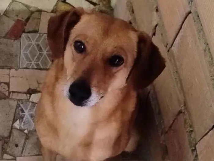 Cachorro ra a SRD-ViraLata idade 3 anos nome Thor