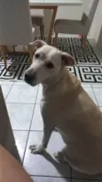 Bruno