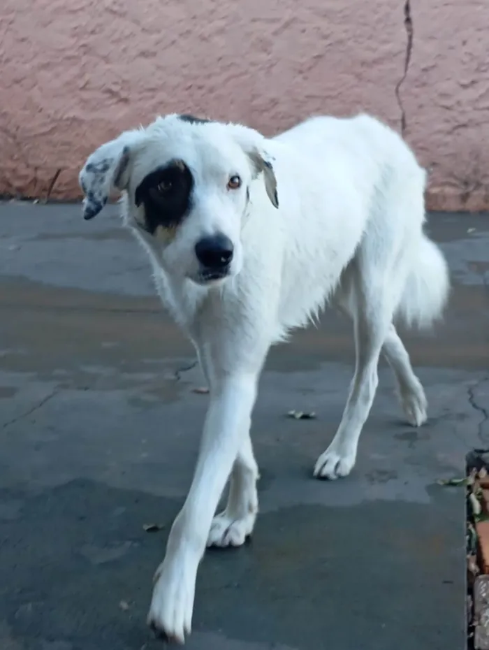 Cachorro ra a SRD-ViraLata idade 2 anos nome Chico 