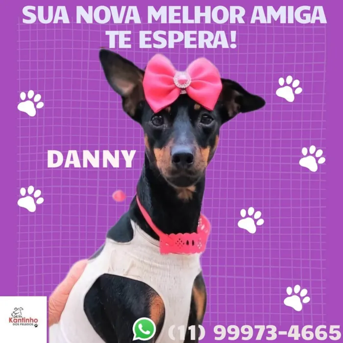 Cachorro ra a SRD-ViraLata idade 7 a 11 meses nome Danny