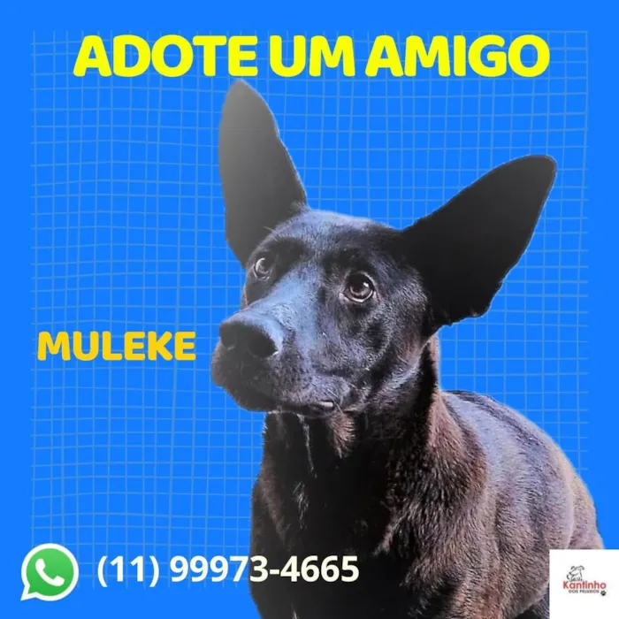 Cachorro ra a SRD-ViraLata idade 7 a 11 meses nome Muleke