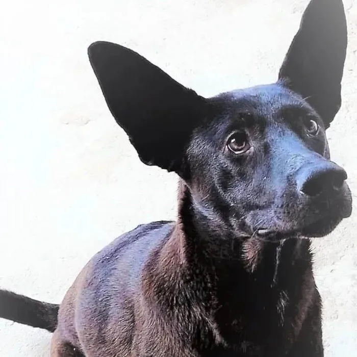 Cachorro ra a SRD-ViraLata idade 7 a 11 meses nome Muleke