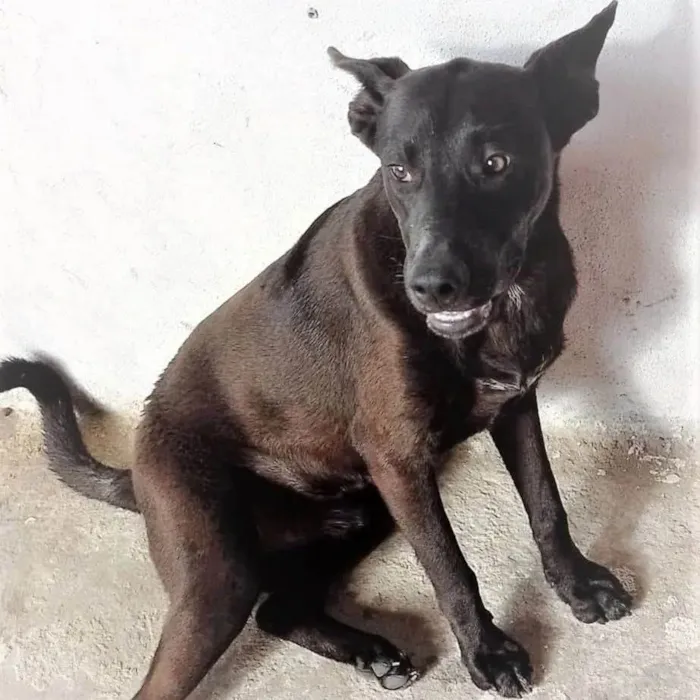 Cachorro ra a SRD-ViraLata idade 7 a 11 meses nome Muleke