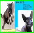 Muleke