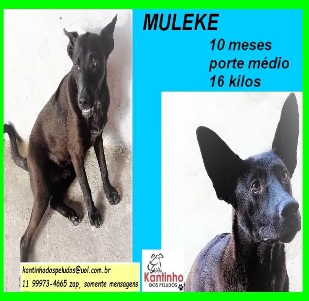 Cachorro ra a SRD-ViraLata idade 7 a 11 meses nome Muleke