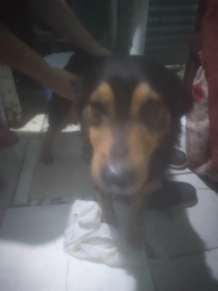 Cachorro ra a SRD-ViraLata idade 3 anos nome Espaike e suzi