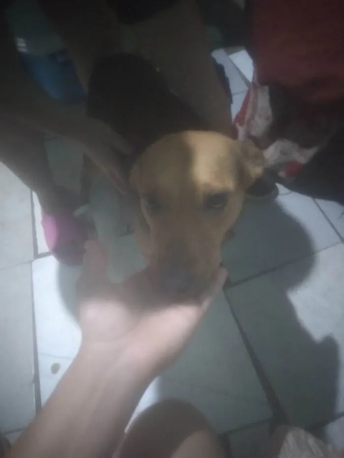 Cachorro ra a SRD-ViraLata idade 3 anos nome Espaike e suzi