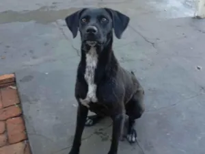 Cachorro raça SRD-ViraLata idade 2 anos nome Sansão 