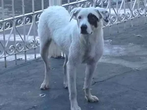 Cachorro raça SRD-ViraLata idade 2 anos nome Chico 