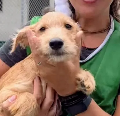 Cachorro ra a SRD-ViraLata idade 2 a 6 meses nome Kiwi