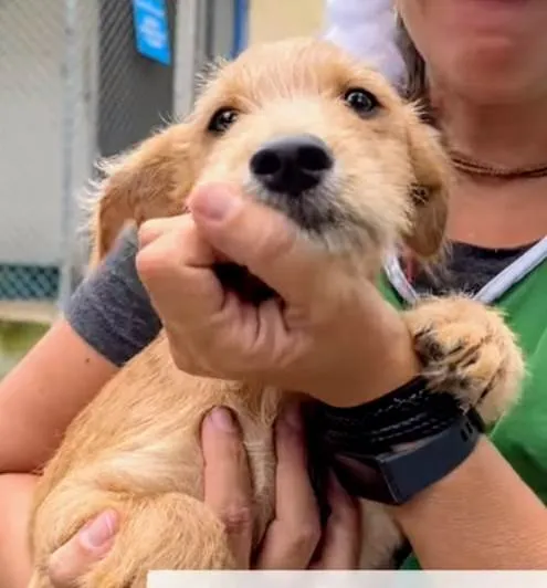 Cachorro ra a SRD-ViraLata idade 2 a 6 meses nome Kiwi