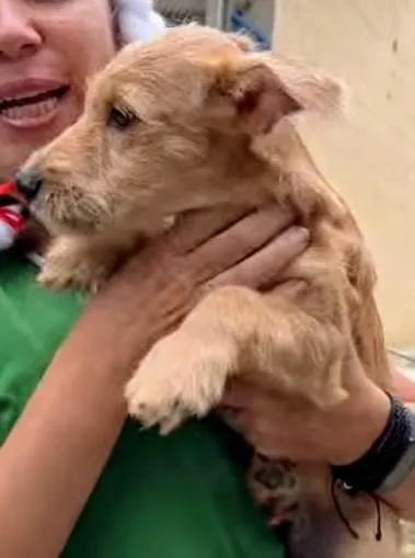 Cachorro ra a SRD-ViraLata idade 2 a 6 meses nome Kiwi