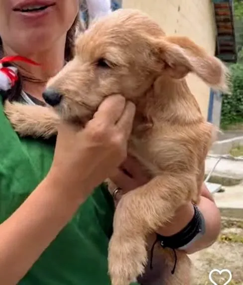 Cachorro ra a SRD-ViraLata idade 2 a 6 meses nome Kiwi