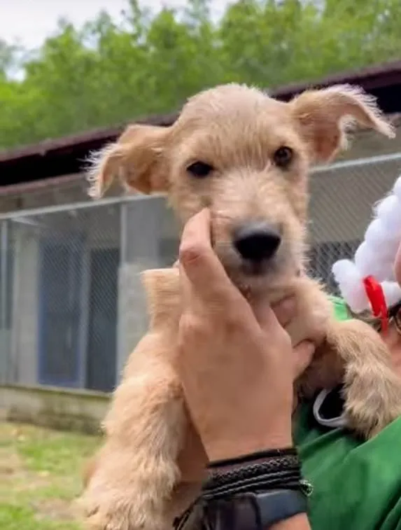 Cachorro ra a SRD-ViraLata idade 2 a 6 meses nome Kiwi