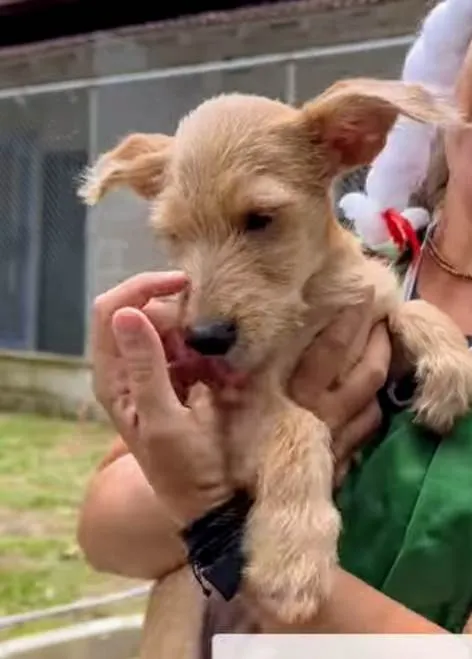 Cachorro ra a SRD-ViraLata idade 2 a 6 meses nome Kiwi