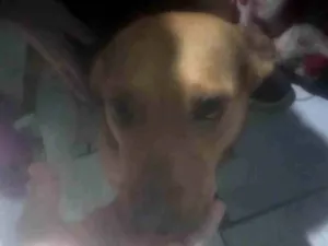 Cachorro raça SRD-ViraLata idade 3 anos nome Espaike e suzi