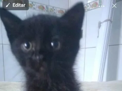 Gato raça SRD-ViraLata idade 2 a 6 meses nome Preto