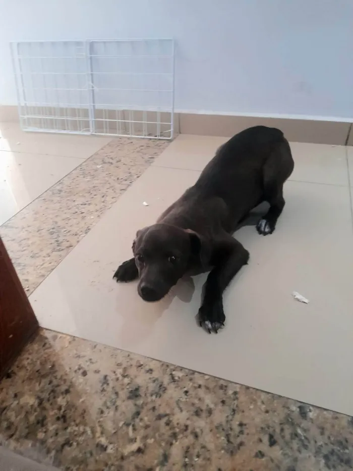 Cachorro ra a SRD-ViraLata idade 7 a 11 meses nome Chamamos de puma