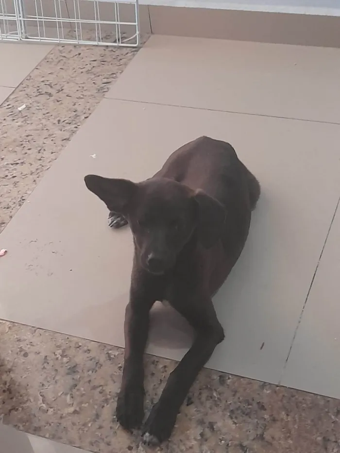 Cachorro ra a SRD-ViraLata idade 7 a 11 meses nome Chamamos de puma