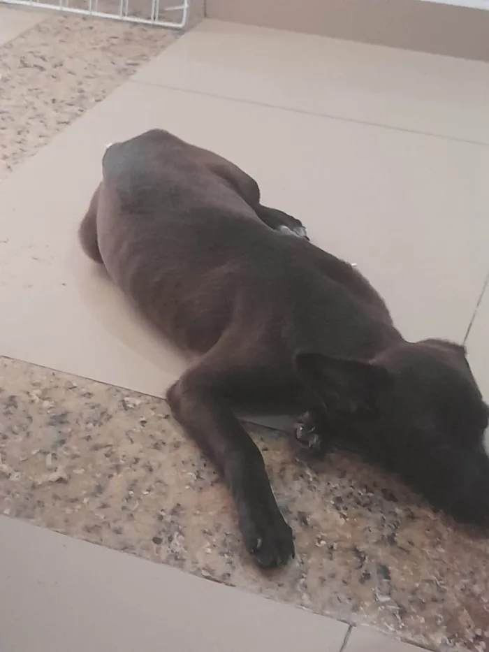 Cachorro ra a SRD-ViraLata idade 7 a 11 meses nome Chamamos de puma