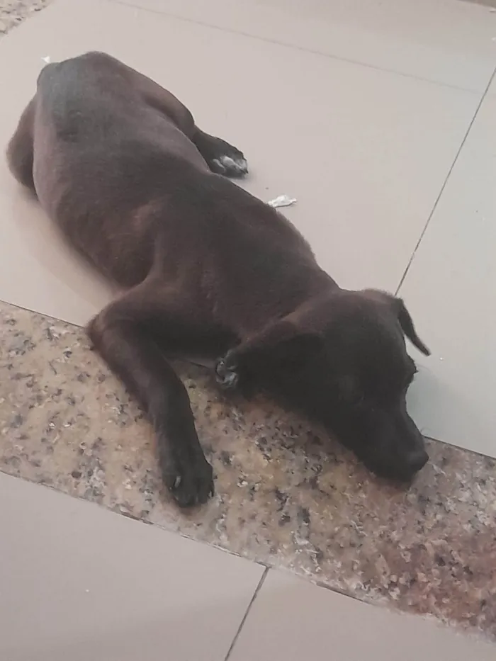 Cachorro ra a SRD-ViraLata idade 7 a 11 meses nome Chamamos de puma