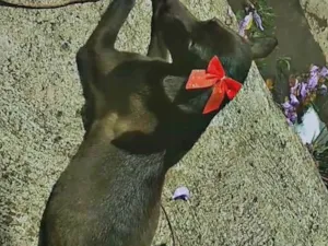 Cachorro raça SRD-ViraLata idade 7 a 11 meses nome Chamamos de puma