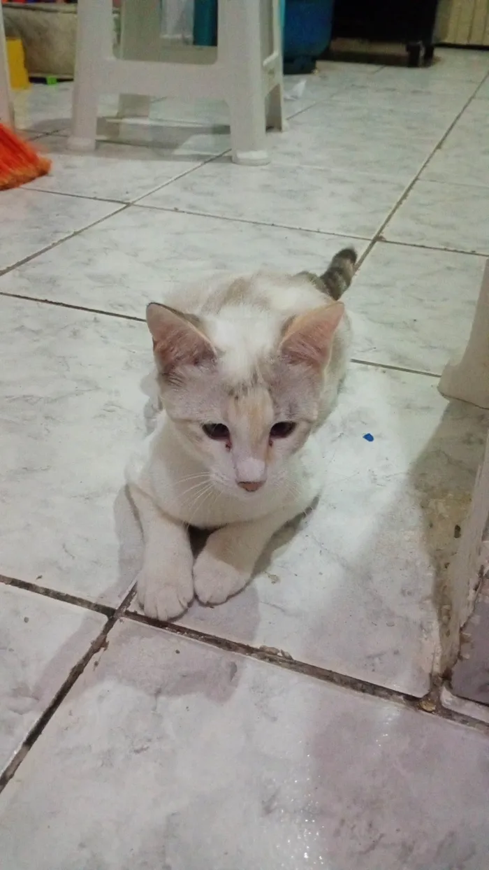 Gato ra a SRD-ViraLata idade 2 a 6 meses nome Nina 