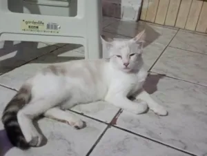 Gato raça SRD-ViraLata idade 2 a 6 meses nome Nina 