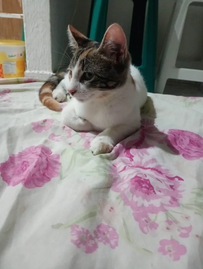 Gato ra a SRD-ViraLata idade 2 a 6 meses nome Lua