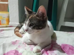 Gato raça SRD-ViraLata idade 2 a 6 meses nome Lua