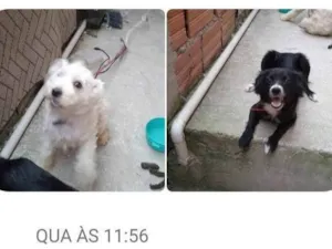 Cachorro raça Yorkshire idade 2 anos nome Sibele Aparecida leite 