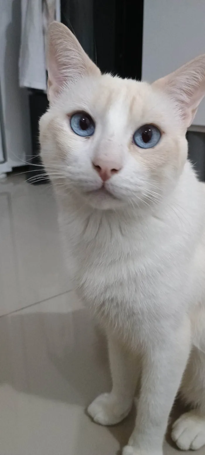 Gato ra a SRD-ViraLata idade 3 anos nome Floquinho