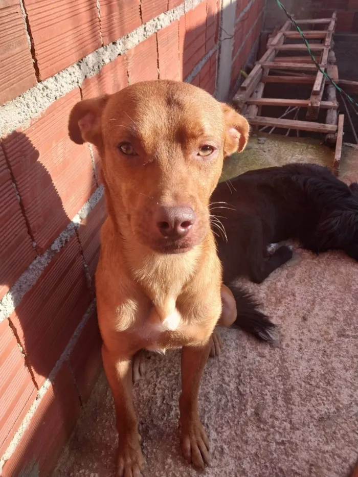 Cachorro ra a SRD-ViraLata idade 2 anos nome Caramelo 