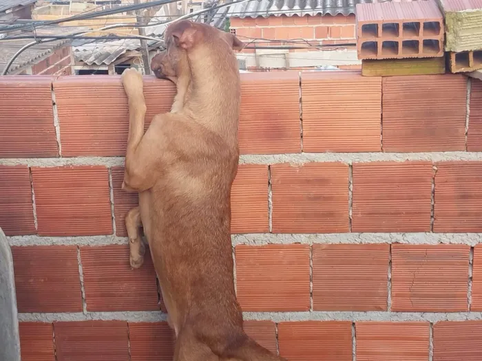 Cachorro ra a SRD-ViraLata idade 2 anos nome Caramelo 