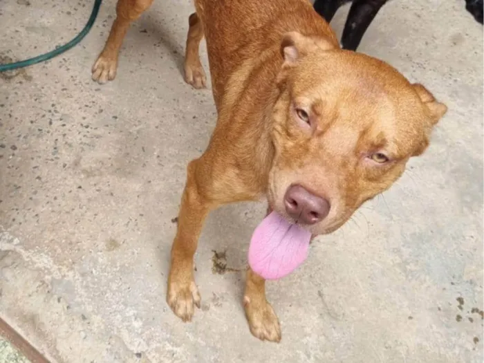 Cachorro ra a SRD-ViraLata idade 2 anos nome Caramelo 