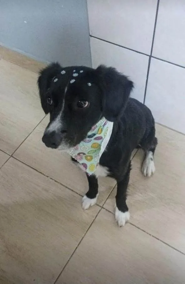 Cachorro ra a SRD-ViraLata idade 3 anos nome Pretinha 