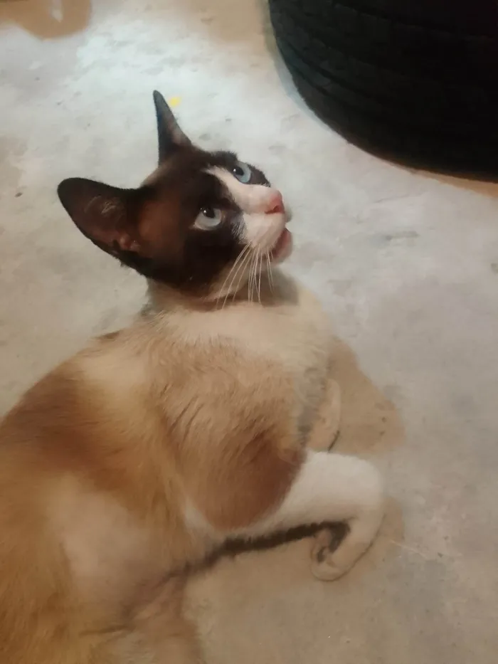 Gato ra a Siamês idade 1 ano nome Pingo 