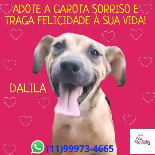 Cachorro ra a SRD-ViraLata idade 2 a 6 meses nome Dalila