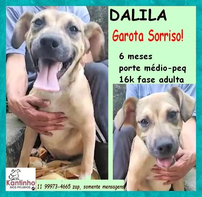 Cachorro ra a SRD-ViraLata idade 2 a 6 meses nome Dalila